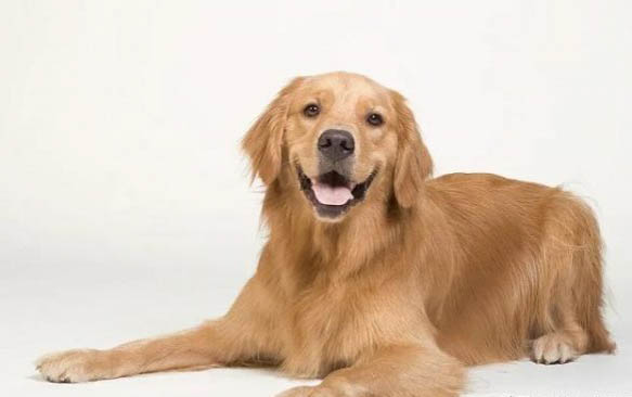 狗狗冠狀病毒可以吃東西嗎