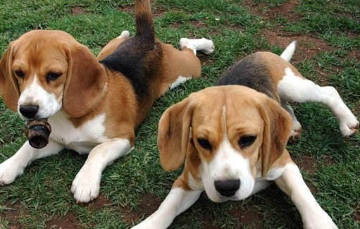 西藏獵犬來月經怎么處理方法