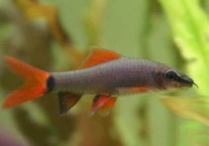 彩虹鯊魚和什么魚混養(yǎng)?