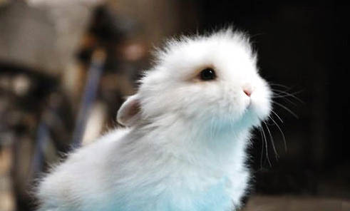 兔子冬天怕冷不