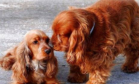 美國可卡犬多少錢一只?