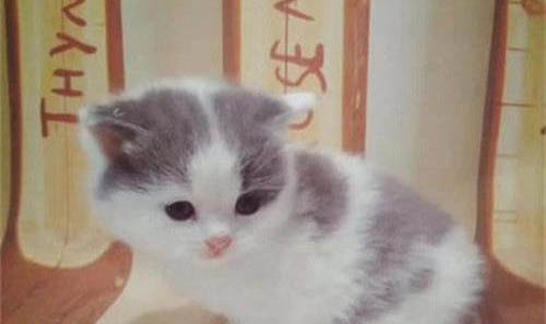 撿了一只小奶貓喂它吃什么好？