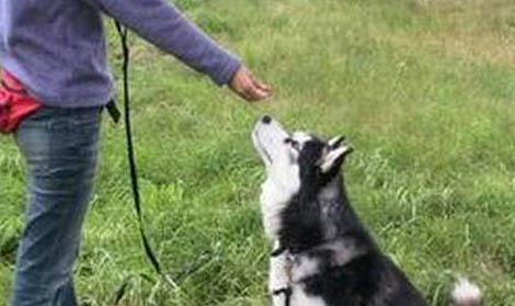 狗狗生完寶寶多久才可以洗澡