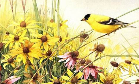 野生黃鸝鳥吃些什么?