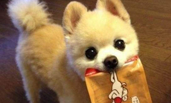 狗感冒會不會有眼屎