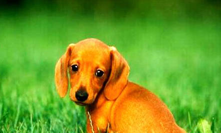 臘腸犬多少錢一只