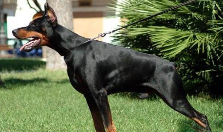 杜賓犬特點