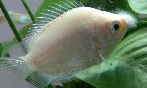 如何管理好人工繁殖的接吻魚