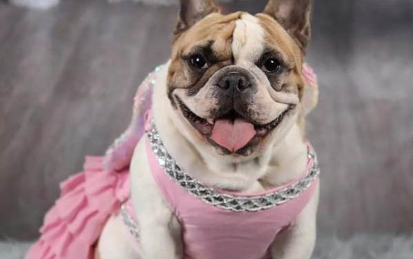 比特犬和美國斗牛犬有什么區別