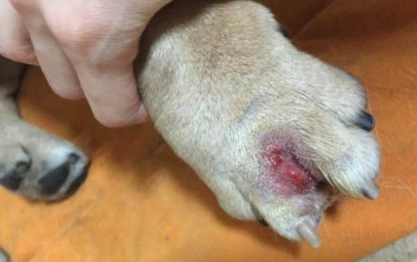 狗狗細小死前幾個小時征兆是什么?