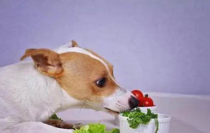 狗狗不可以吃的食物有哪些？
