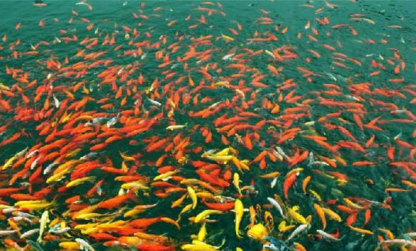 魚缸用充電增氧泵哪個品牌好