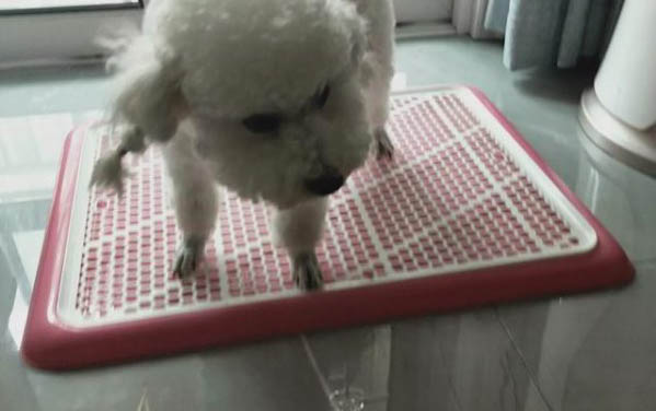 狗老蹭身體什么原因