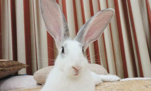 寵物兔子能洗澡嗎