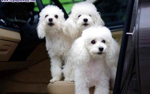 怎么判斷貴賓犬得了什么病