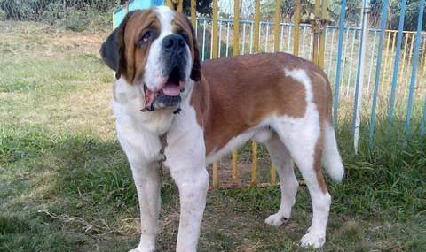 2022年圣伯納犬價格一覽表