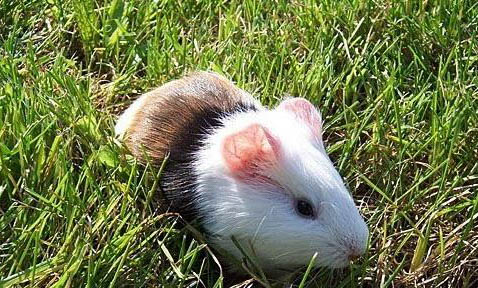 兩個(gè)月的荷蘭毛獅犬咬人用打針嗎