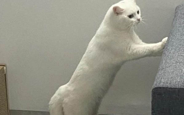 狗狗多久會適應新主人