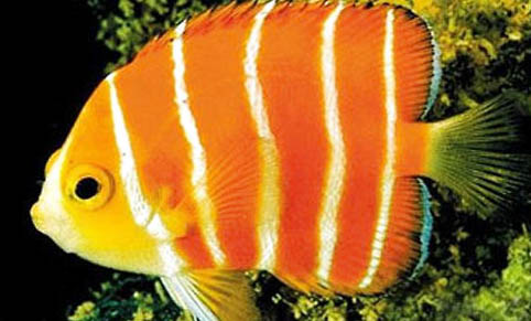 停電后怎么做龍魚才能不死