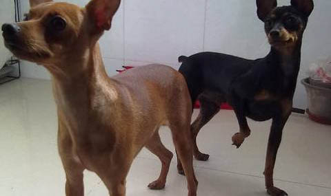 杜賓犬與卡斯羅犬哪個體味大