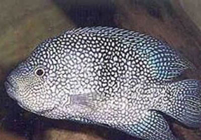 德州豹混養注意事項