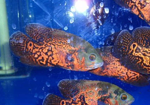 地圖魚不打氧氣能活多久