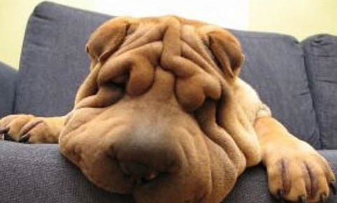 沙皮狗突然不吃東西怎么辦？