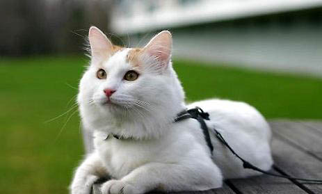 土耳其梵貓尿結(jié)石的原因及處理方法