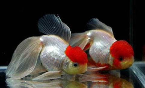 初冬釣鯽魚(yú)怎么打窩