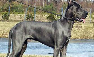 大丹犬真菌感染的原因及處理方法