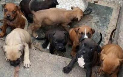 惠比特犬訓(xùn)練方法