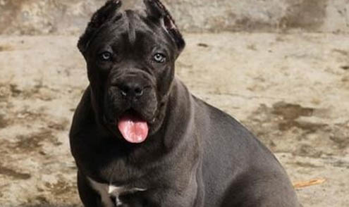 狗狗狂犬疫苗多少錢
