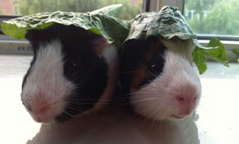 兩個月的荷蘭毛獅犬咬人用打針嗎