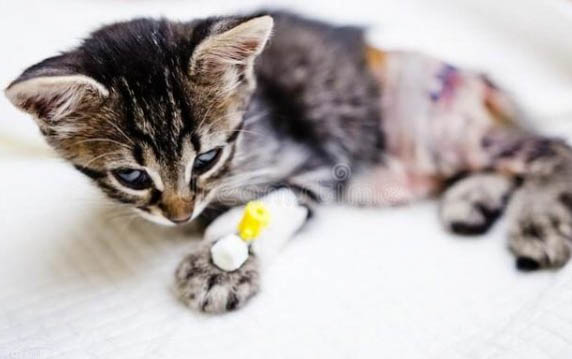 沒打疫苗的小貓可以洗澡嗎