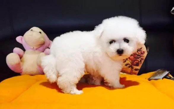 比熊犬和泰迪犬哪個(gè)犬種的性格更加適合家養(yǎng)呢