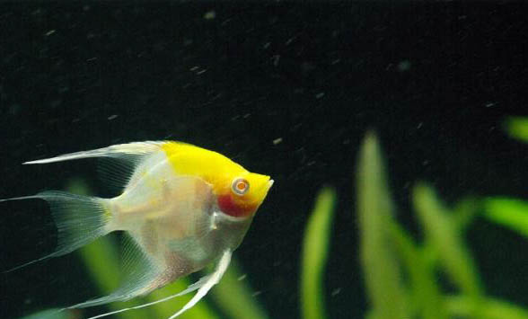 夜晚釣鯉魚釣深還是釣淺