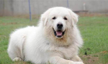 大白熊犬突然不愛(ài)吃東西的原因是什么