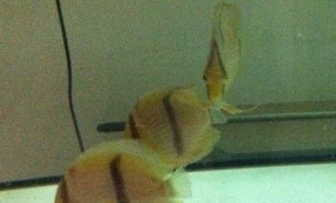 養(yǎng)魚白天要不要開燈