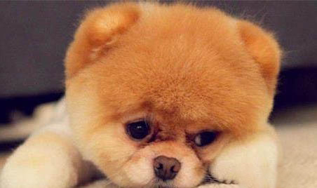 博美犬好不好養(yǎng)
