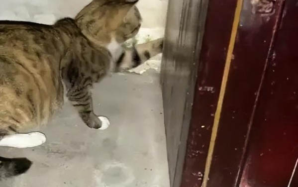 貓咪子宮積液