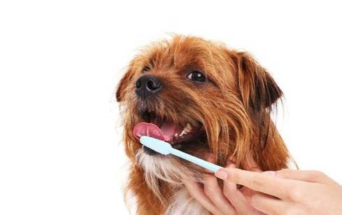 如何檢測狗狗得了細小或犬瘟