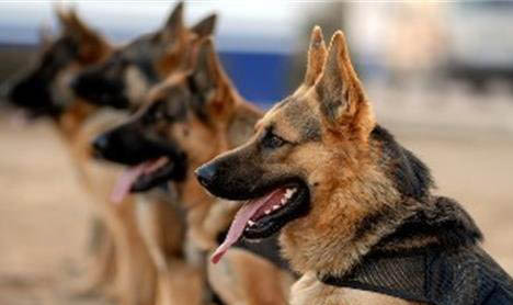 警犬基地可以幫訓(xùn)狗嗎