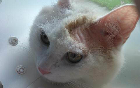 剛養(yǎng)的小貓咪一直叫個(gè)不停是怎么回事呀