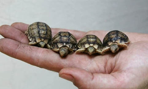 寵物龜冬眠飼養(yǎng)誤區(qū)