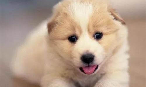 犬瘟拉稀持續(xù)多久