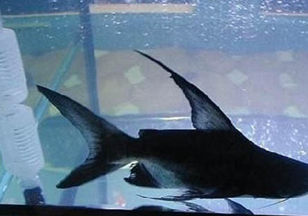 小金魚能活多久