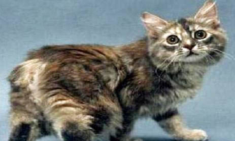 馬恩島貓嘔吐的原因及處理方法