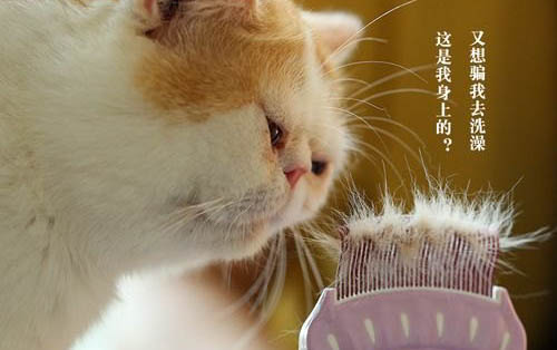 貓得了慢性腎衰竭不治療能活多久？
