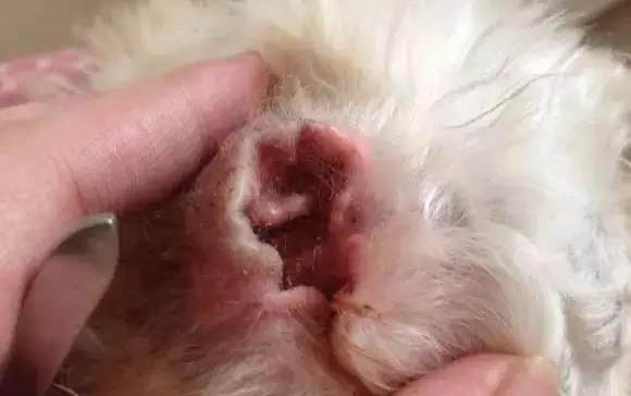 狗狗大便秘結快速解決方法