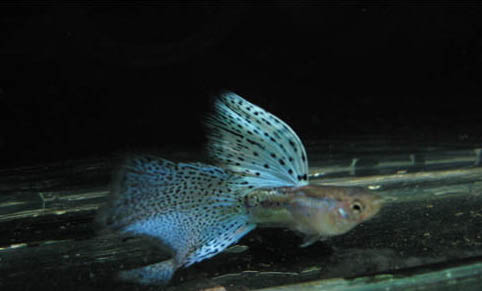孔雀魚需要換水嗎